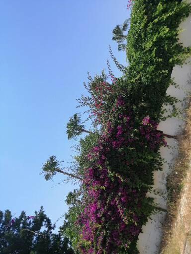 Cimtur Tatil Sitesi 3+1 Villa Alanya Eksteriør billede